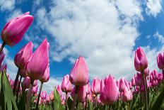 Tulip Fields in Holland-AndreAnita-Framed Stretched Canvas