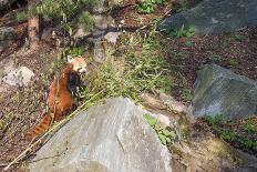 Red Panda, Ailurus Fulgens-Andreas Altenburger-Photographic Print