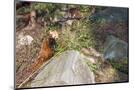 Wood Mount