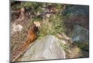 Wood Mount