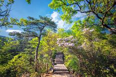 Stone Steps Leading into the Lush Natural Environment with Trees and Blossoms of Tian Mu Shan-Andreas Brandl-Photographic Print