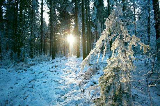 Photographic Print, , large