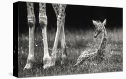 Curious - Annoyed - Curious-Andreas Feldtkeller-Photographic Print