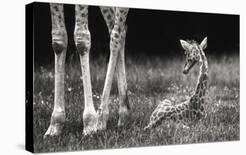 Curious - Annoyed - Curious-Andreas Feldtkeller-Photographic Print