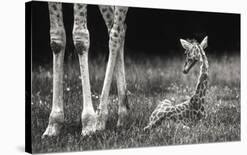 Well Protected-Andreas Feldtkeller-Mounted Giclee Print