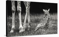 Well Protected-Andreas Feldtkeller-Stretched Canvas