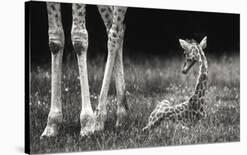 Curious - Annoyed - Curious-Andreas Feldtkeller-Photographic Print