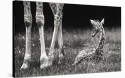 Well Protected-Andreas Feldtkeller-Mounted Giclee Print