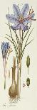 Crocus Sativus-Andreas Friedrich Happe-Giclee Print