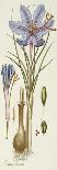 Crocus Sativus-Andreas Friedrich Happe-Laminated Giclee Print