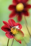 Top Mix Dahlia, Dahlia Hybrid 'Rood', with Honeybee, Apis Mellifera-Andreas Keil-Photographic Print