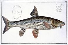 Sea Trout-Andreas-ludwig Kruger-Giclee Print