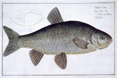 Herring-Andreas-ludwig Kruger-Giclee Print