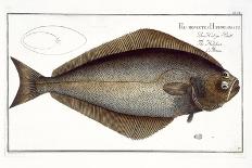 Haddock-Andreas-ludwig Kruger-Giclee Print