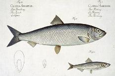 Barbel-Andreas-ludwig Kruger-Giclee Print