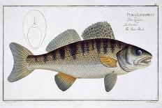 Pike-Perch-Andreas-ludwig Kruger-Giclee Print