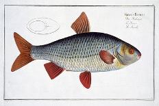 Halibut-Andreas-ludwig Kruger-Giclee Print