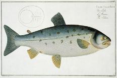 Salmon-Andreas-ludwig Kruger-Giclee Print