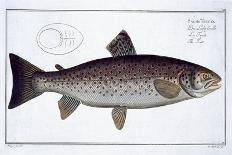 Haddock-Andreas-ludwig Kruger-Giclee Print