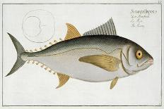 Salmon-Andreas-ludwig Kruger-Giclee Print