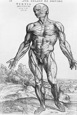 Anatomical Study, Illustration from "De Humani Corporis Fabrica", 1543