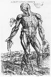 Vascular System of the Body-Andreas Vesalius-Giclee Print