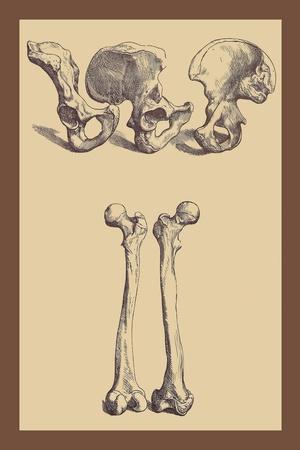 Pelvic Bones