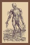 Vascular System of the Body-Andreas Vesalius-Giclee Print