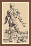 Anatomical Study, Illustration from "De Humani Corporis Fabrica", 1543-Andreas Vesalius-Giclee Print