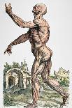 Vascular System of the Body-Andreas Vesalius-Giclee Print