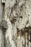 Deadwood, Detail, Fissures and Structures, Stubnitz, National Park Jasmund-Andreas Vitting-Photographic Print