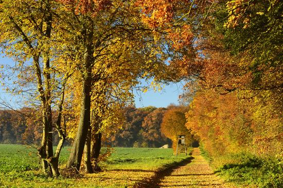 Premium Photographic Print, , large