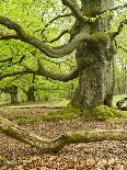 Old Grown Together Beeches on Moss Covered Rock, Kellerwald-Edersee National Park, Hesse, Germany-Andreas Vitting-Photographic Print
