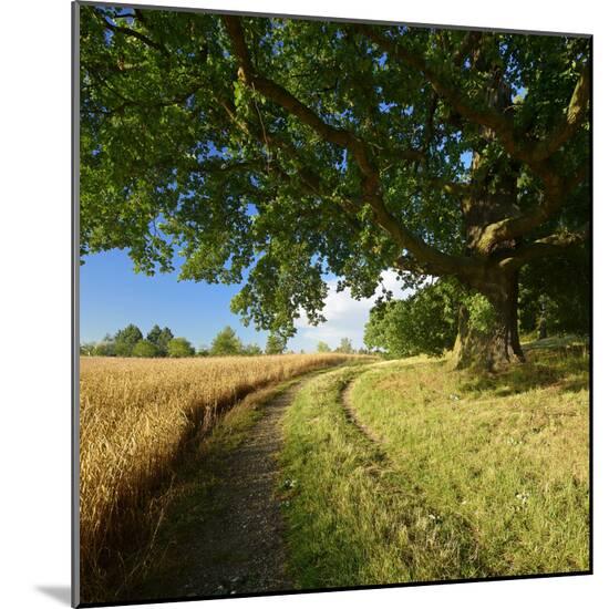 Photographic Print, , large