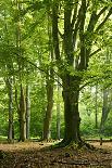 Sunrays and Morning Fog, Deciduous Forest in Autumn, Ziegelroda Forest, Saxony-Anhalt, Germany-Andreas Vitting-Photographic Print