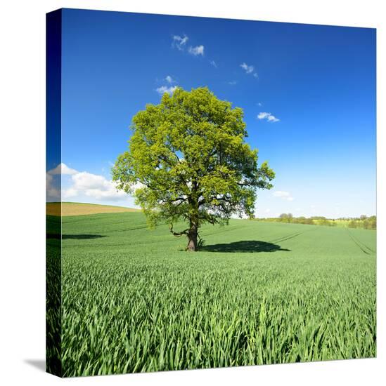 Stretched Canvas Print, , large