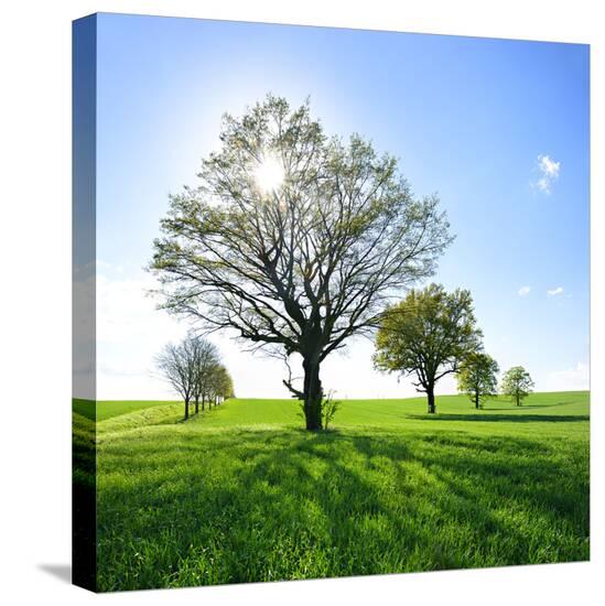 Stretched Canvas Print, , large