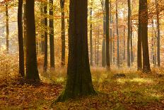 Nearly Natural Beeches Timber Forest in Autumn, Spessart Nature Park, Bavaria-Andreas Vitting-Photographic Print