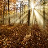 Sunny Beech Forest in Autumn, Harz, Near Allrode, Saxony-Anhalt, Germany-Andreas Vitting-Photographic Print