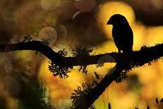 Hawfinch silhouetted on a branch of Portuguese oak, Spain-Andres M. Dominguez-Framed Photographic Print