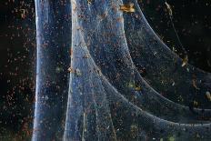 Red spider mite (Tetranychus urticae), Andalusia, Spain, June.-Andres M. Dominguez-Mounted Photographic Print