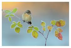 Winter Colors-Andres Miguel Dominguez-Framed Photographic Print