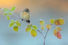 Winter Colors-Andres Miguel Dominguez-Photographic Print