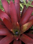 Heliconia and Stone Fly, Machu Picchu, Peru-Andres Morya-Photographic Print