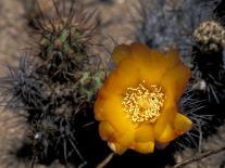 Cactus Flower in Atacama Desert, Chile-Andres Morya-Photographic Print