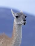 Guanaco in Torres del Paine National Park, Coquimbo, Chile-Andres Morya-Photographic Print