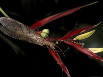 Bromeliad in Machu Picchu, Peru-Andres Morya-Photographic Print