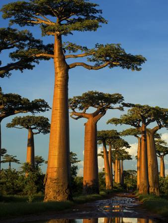 'Baobab (Adansonia Grandidieri), Near Morondava, Madagascar ...