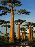 Chile, Altiplano, Los Flamencos National Reserve, Miscanti Lake-Andres Morya Hinojosa-Photographic Print