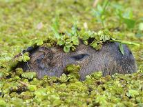 Capybara (Hydrochoerus Hydrochaeris), Corrientes, Argentina-Andres Morya Hinojosa-Photographic Print